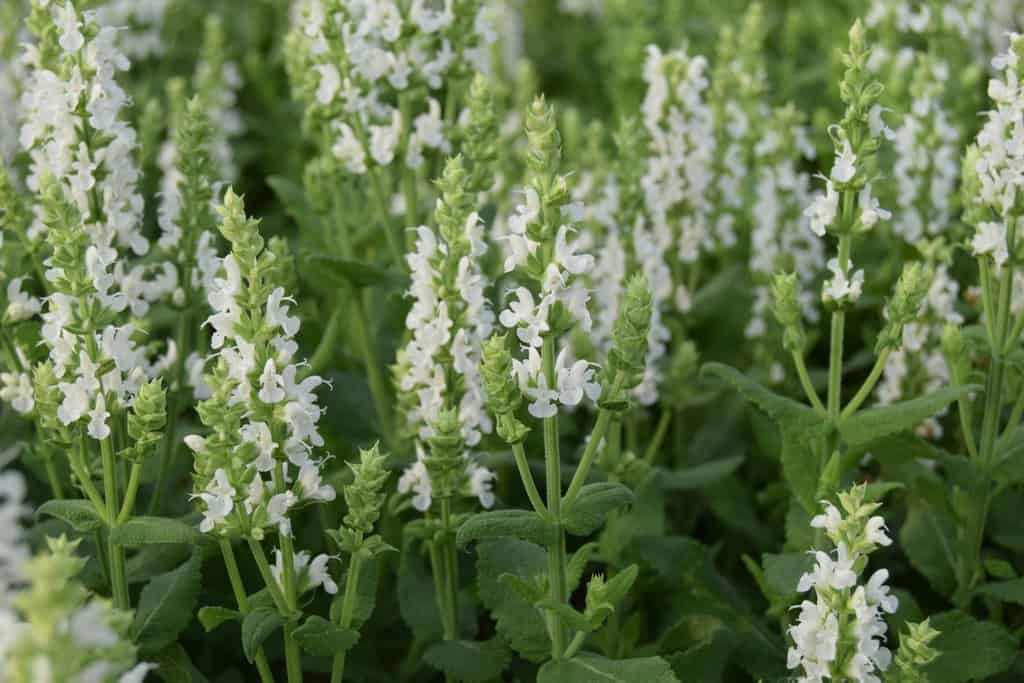 Salvia nemorosa 'Sensation White' ---
